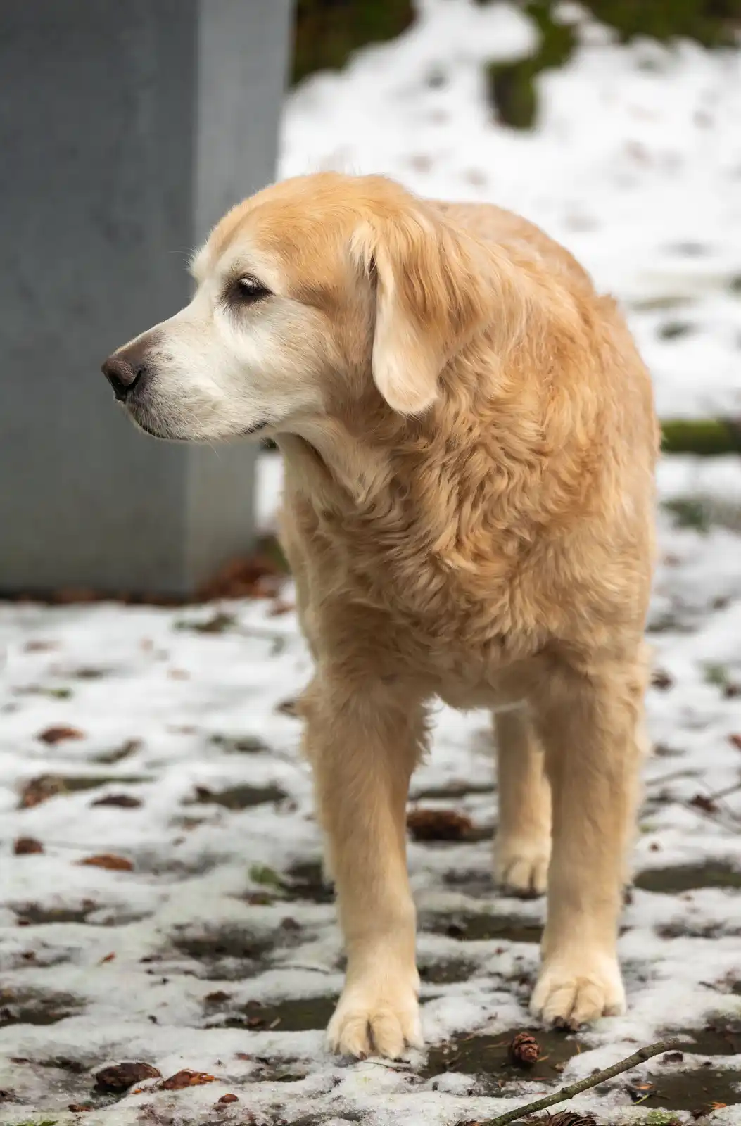 A golden retriever stands in a snowy outdoor setting, looking off to the side with a calm, slightly weary expression. The…