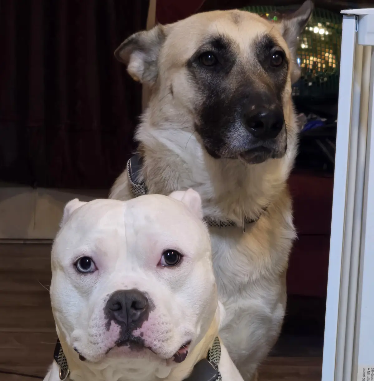 Two dogs are pictured, one white pit bull in the foreground and a tan dog behind it, both looking at the camera with serious…