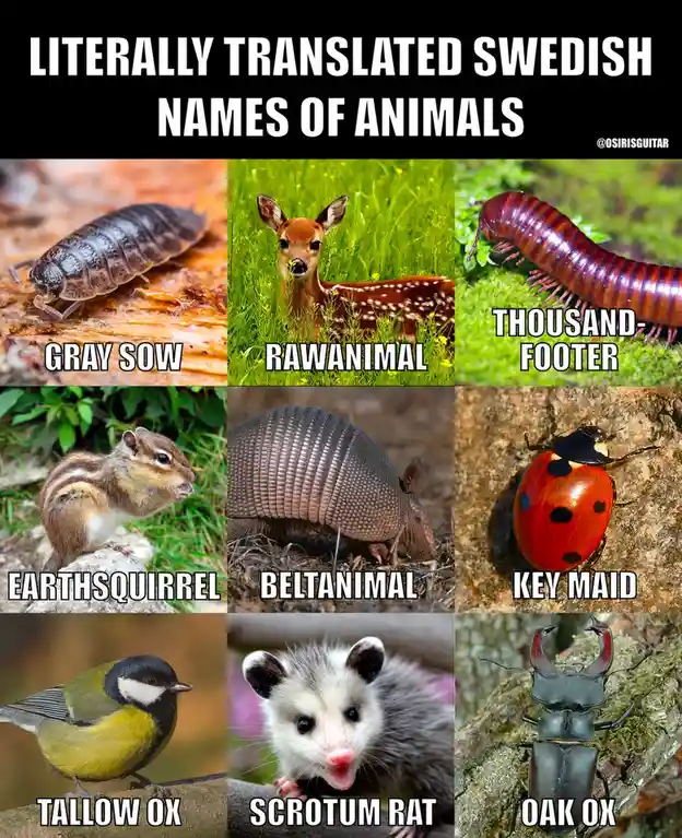 Hilariously Literal Translations of Swedish Names