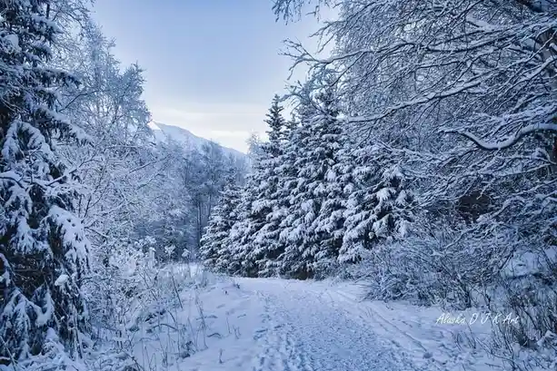 A serene winter landscape shows a snow-covered path winding through dense, snow-laden evergreen trees with a distant…