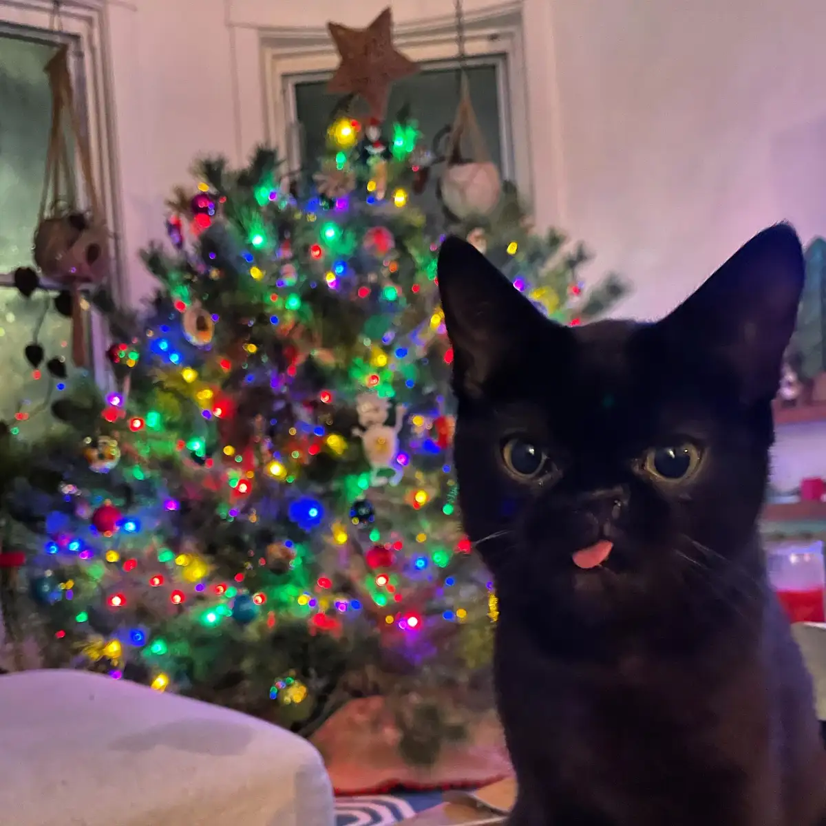 A black cat with wide eyes and its tongue sticking out stares directly at the camera, positioned in front of a brightly lit…