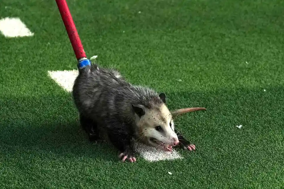 A small possum is shown on green artificial turf, with a red pole stuck into its back, resembling a leash. The possum is…