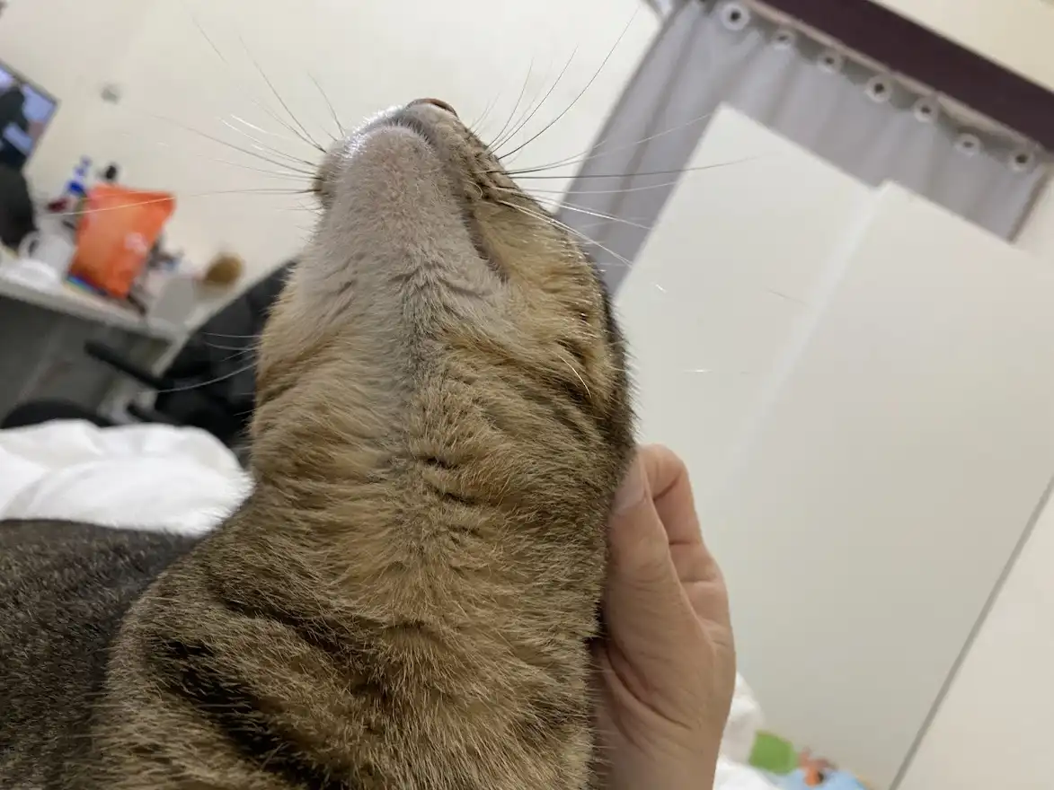 A close-up photo shows the back of a tabby cat's head, its chin tilted upward as if in bliss, while a human hand gently…