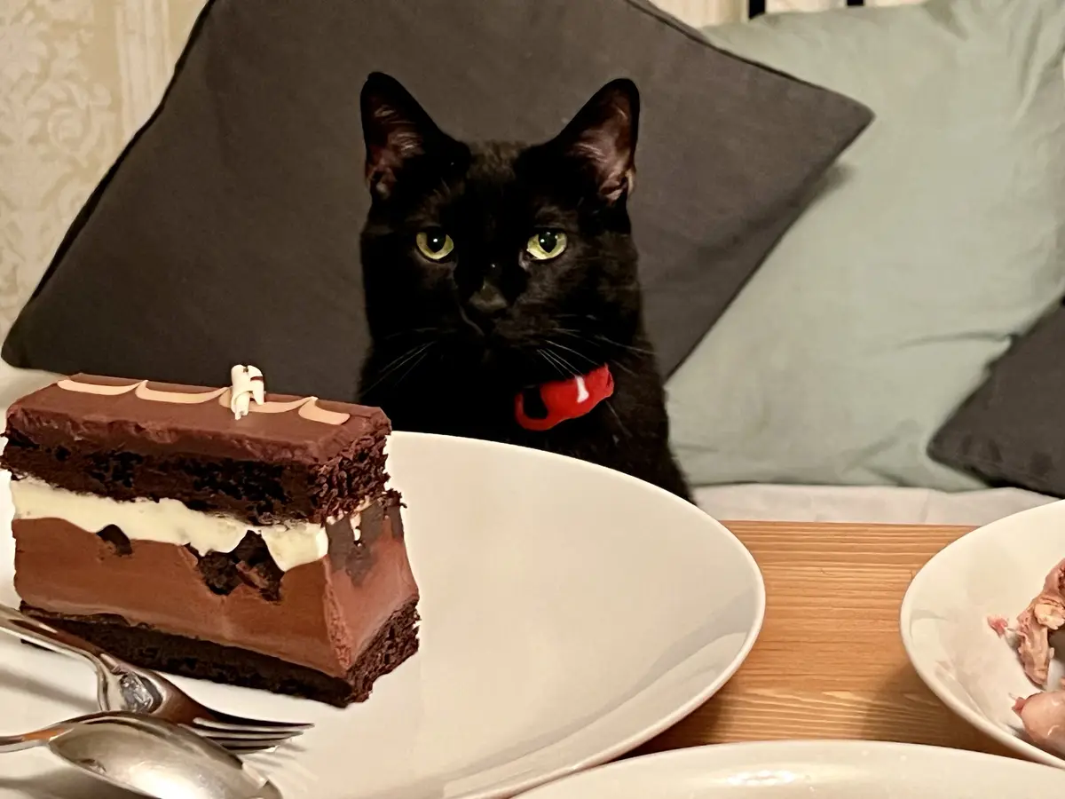 A black cat with green eyes and a red collar stares intently at a slice of chocolate cake on a white plate, its tongue…