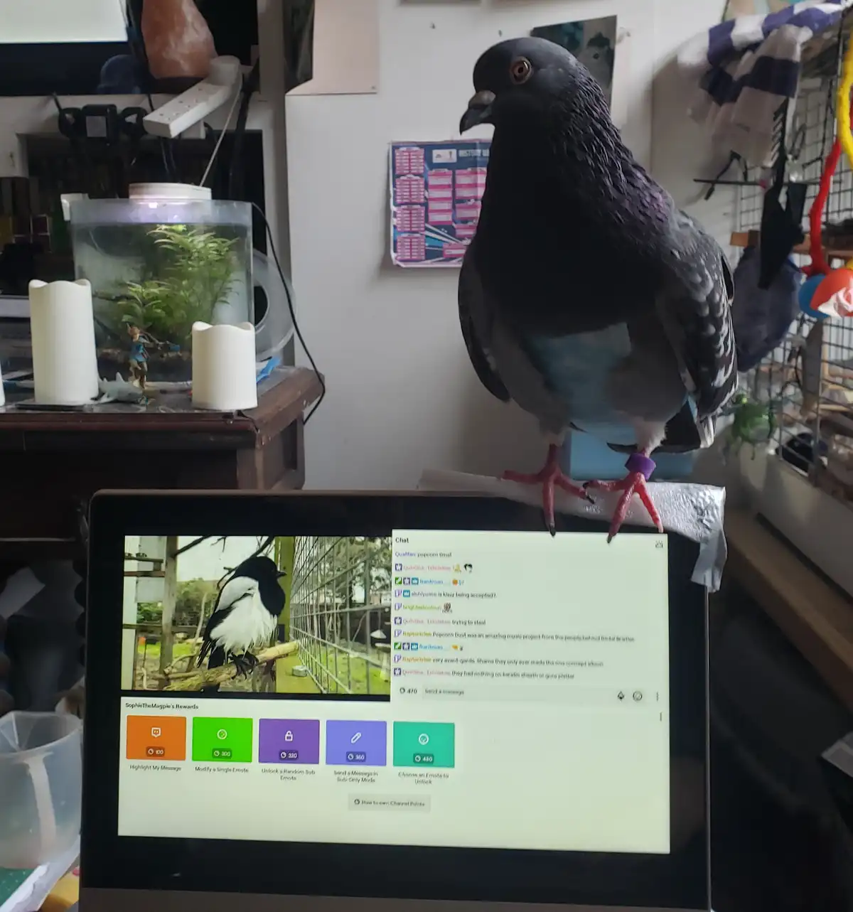 When Pigeons Go Digital: Connecting with Fellow Birds Online