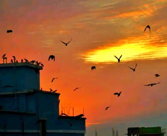 A silhouette of birds flying against a vibrant orange and yellow sunset sky, with some perched atop blue buildings in the…