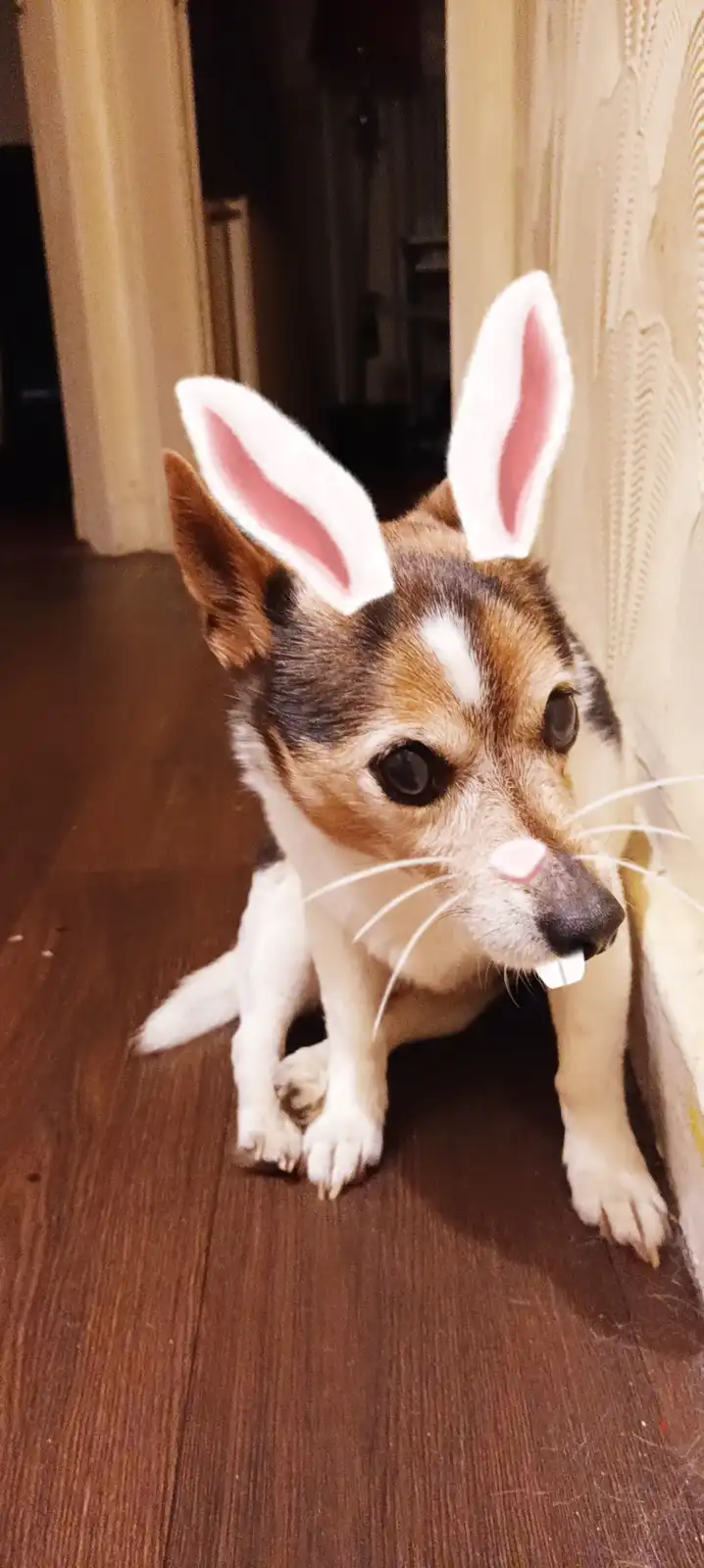 A small brown and white dog sits on a wooden floor, wearing digitally added white bunny ears with pink interiors, a pink…
