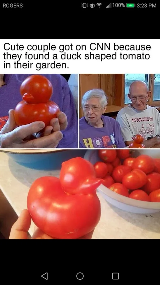 A composite image shows a large, red tomato shaped like a duck being held in a hand, with a bowl of regular tomatoes in the…