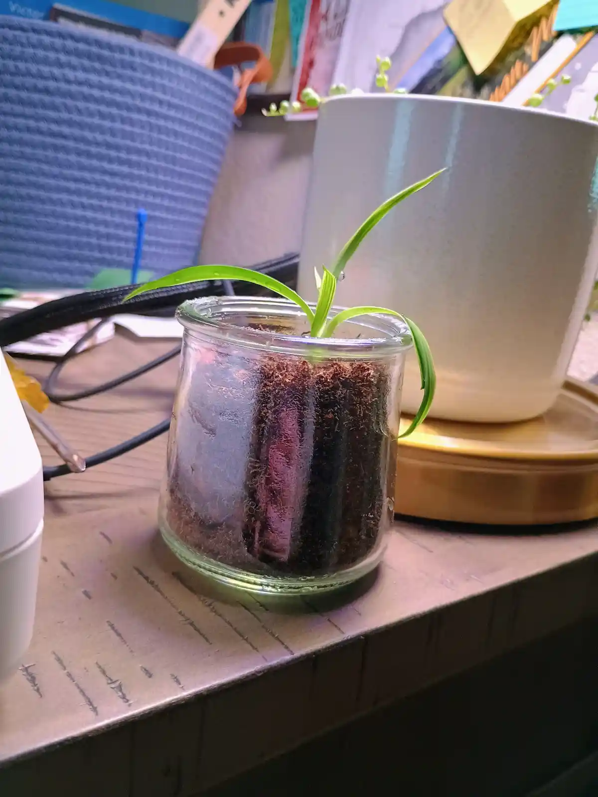 A small green sprout grows from soil inside a clear glass jar sitting on a wooden desk, with a larger ceramic plant pot and…