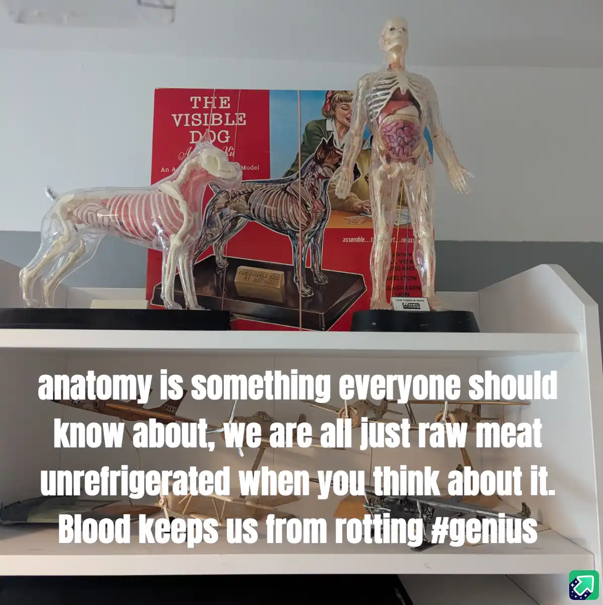 A white shelf holds two anatomical models: a transparent human figure with internal organs visible and a transparent dog…