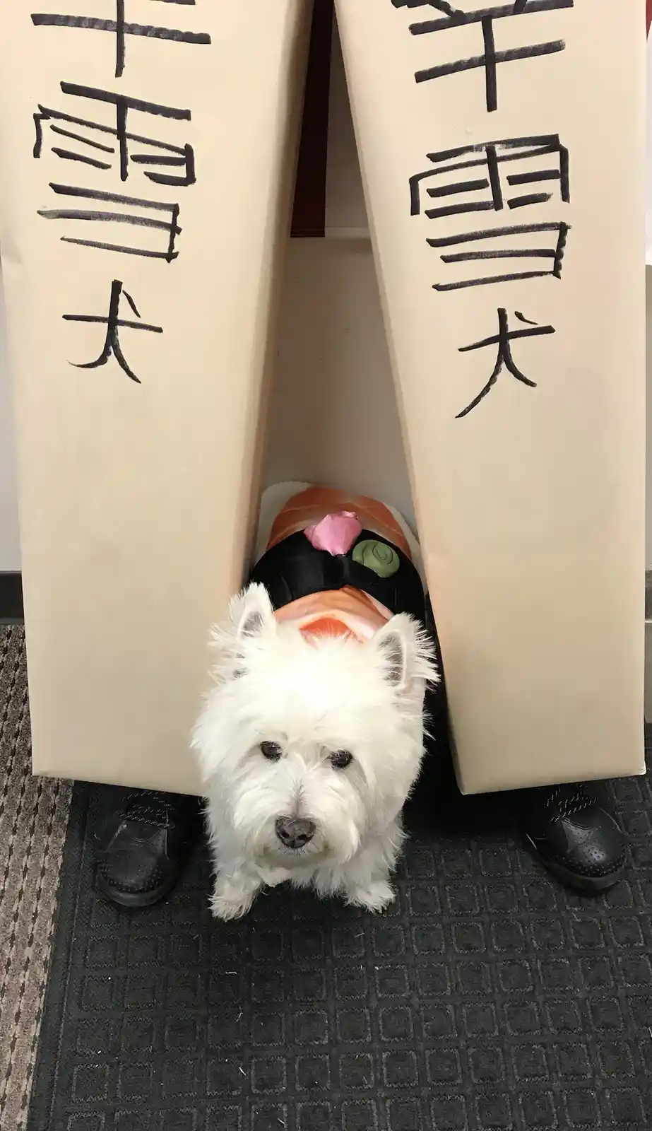 A small white dog wearing a sushi costume peeks out from between two beige paper doors with Japanese characters, standing on…