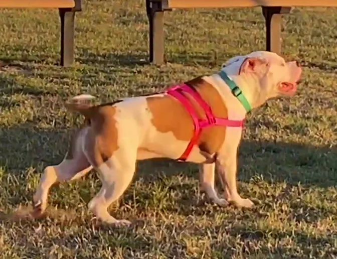 A white and brown pit bull-type dog wearing a pink harness and a green collar stands on grass, looking upward with its mouth…