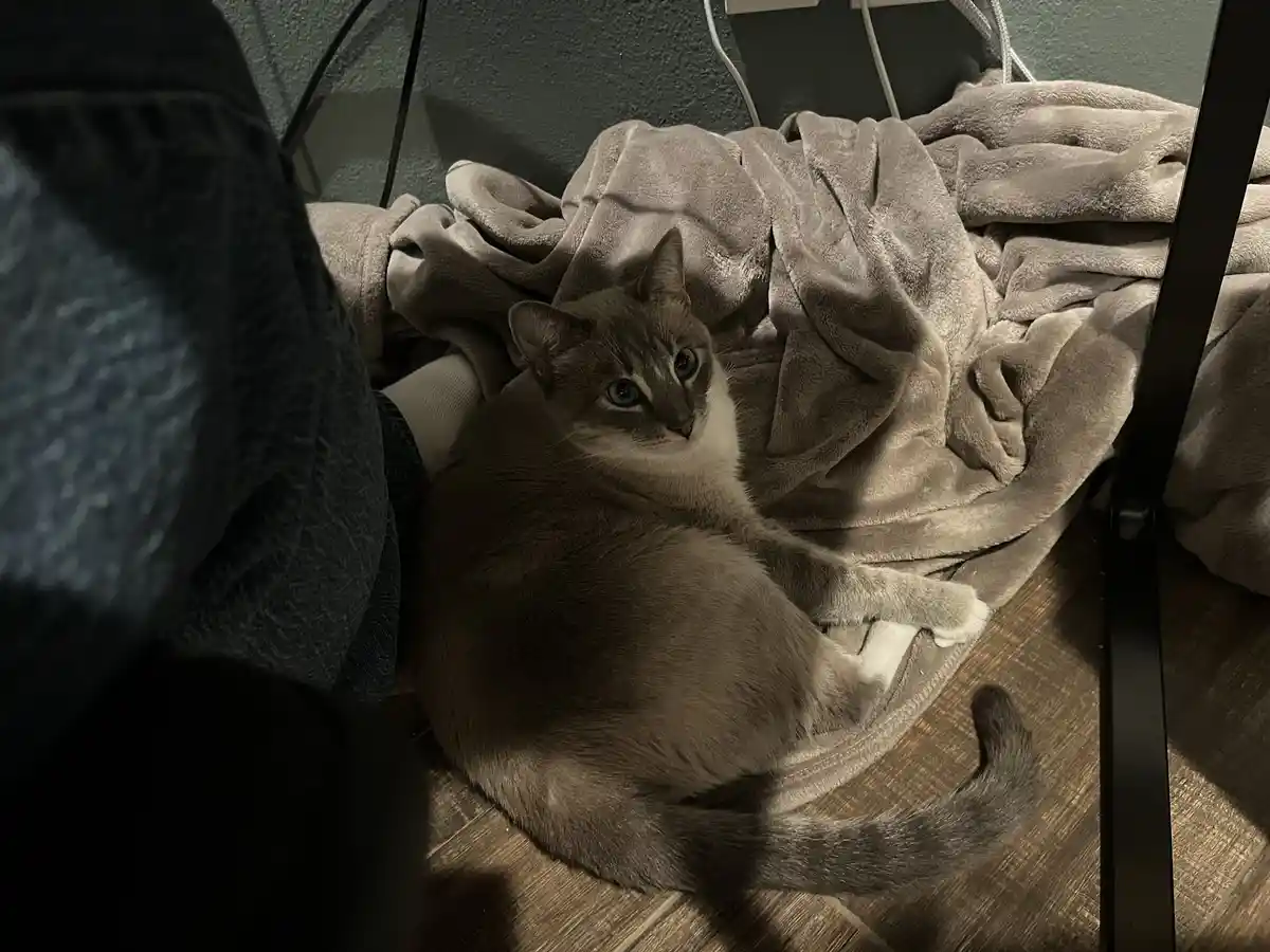 A grey cat with blue eyes sits curled on a rumpled grey blanket on a wooden floor, looking up with a calm, slightly smug…
