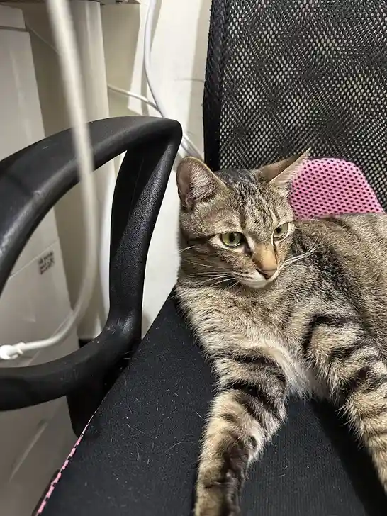 A tabby cat with brown and black stripes lounges on a black office chair with a pink mesh backrest, looking directly at the…