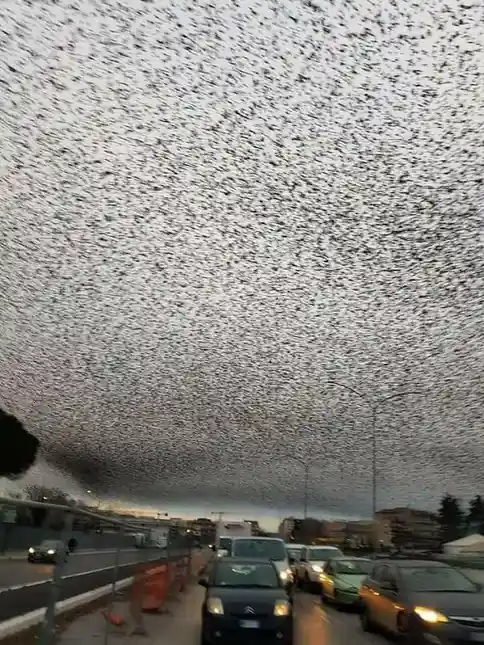 A photo shows a dense flock of birds covering the sky above a traffic jam on a road, with cars visible below. The overlaid…