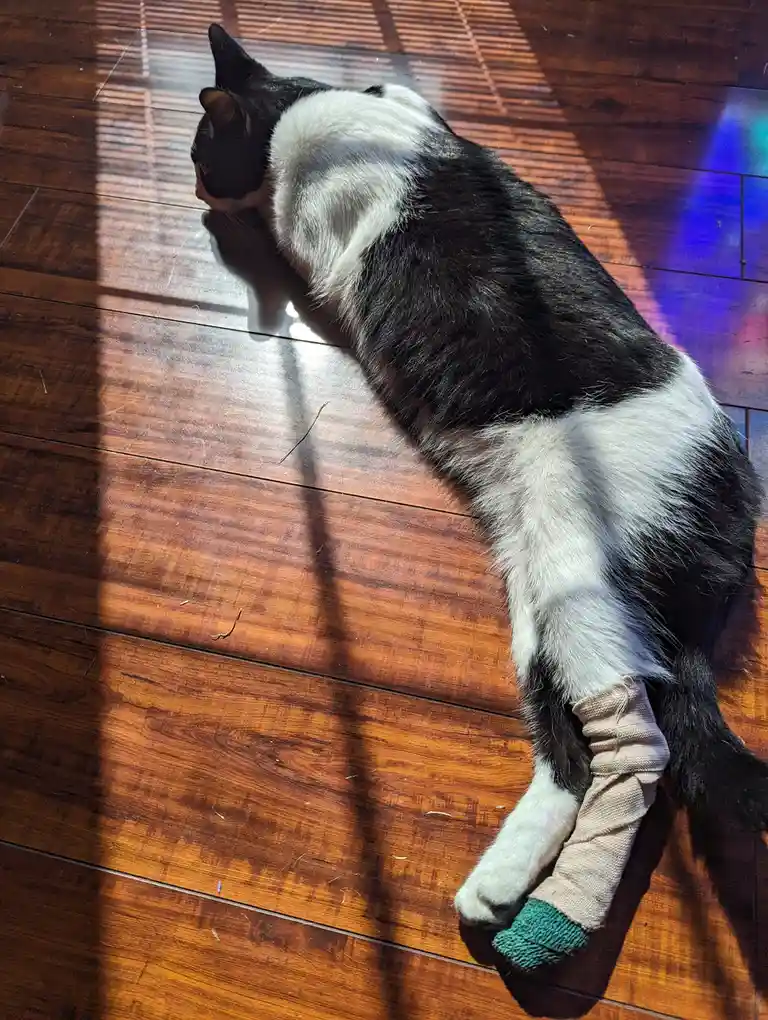 Meet Maxine: The Star of the Show