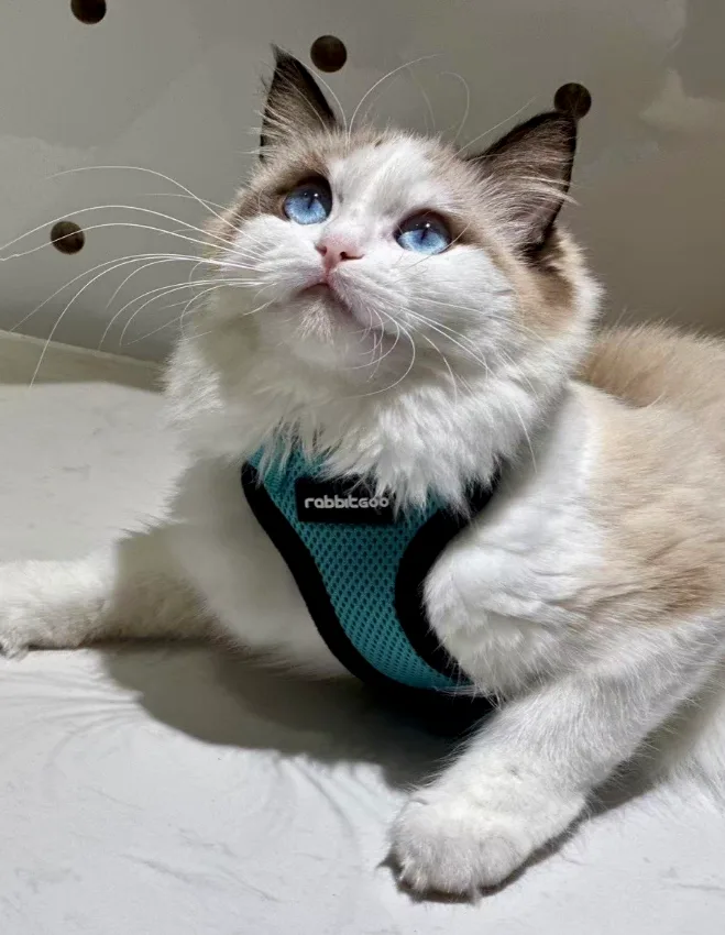 A fluffy white and beige cat with striking blue eyes is lying on a white surface, wearing a teal and black harness branded…
