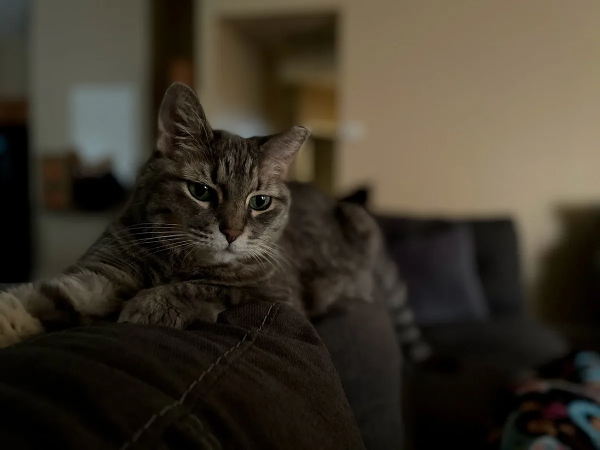 Caturday Celebrations with Mami