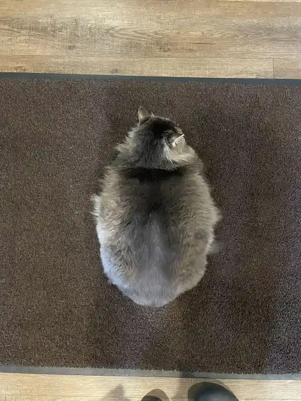 A fluffy gray cat is seen from above, curled into a tight ball on a dark brown rug, with light wood flooring visible around…
