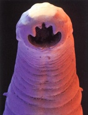 a close-up image of a worm-like marine creature, possibly a type of polychaete, with a distinct crown-shaped mouth opening…