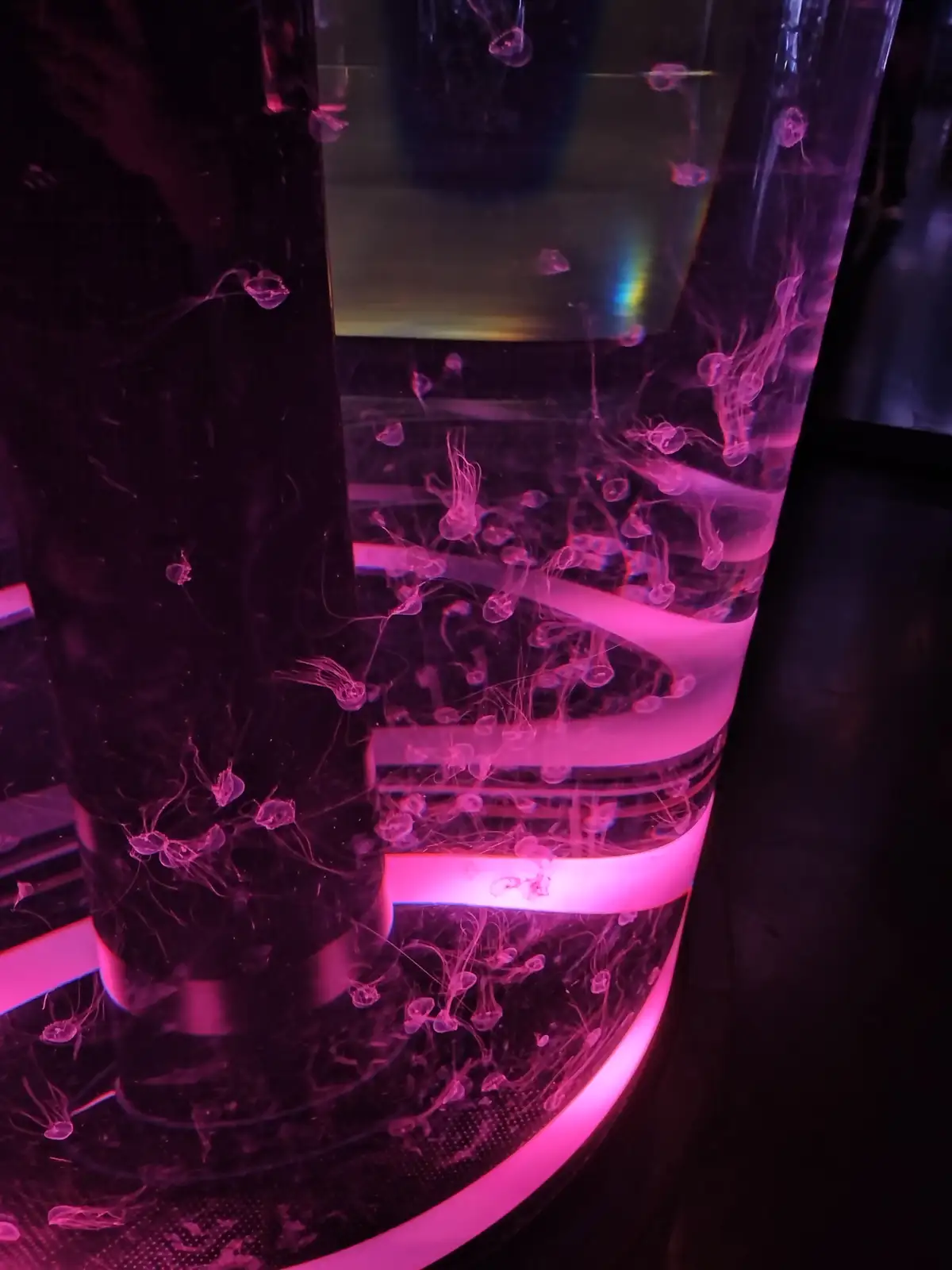 Dive into the World of Psychedelic Fish!