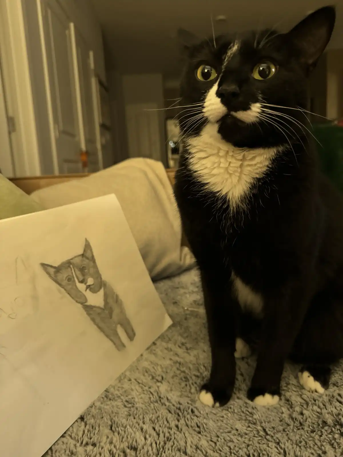 A black and white cat with wide, startled eyes sits on a textured rug next to a pencil sketch of itself. The sketch, drawn…