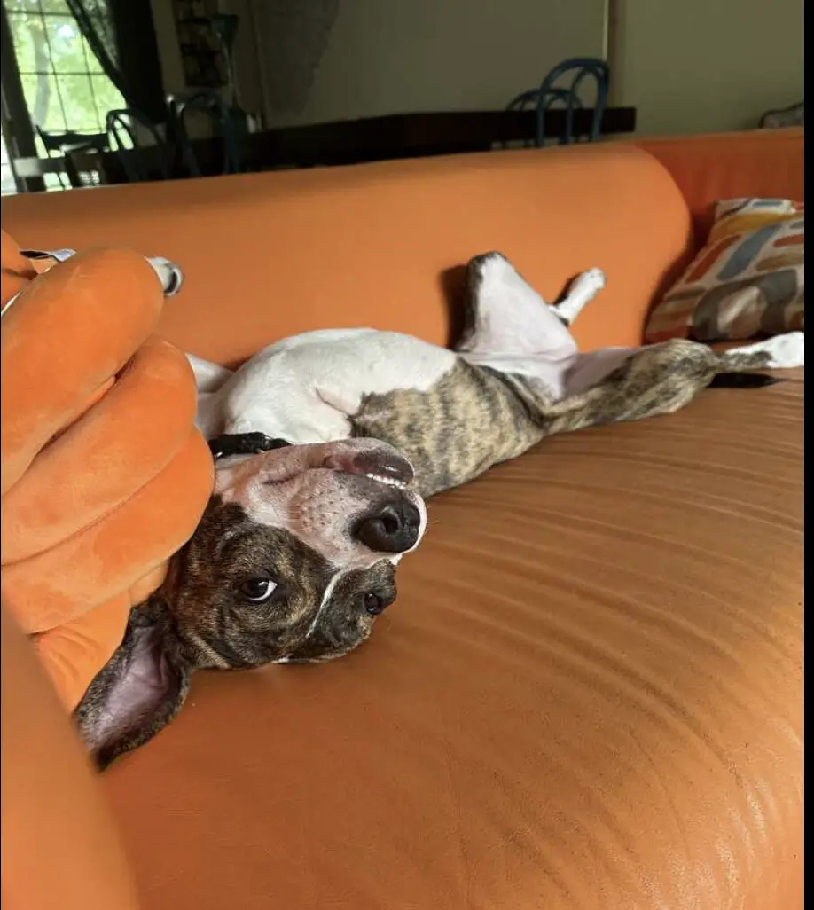 A brindle and white dog lies on its back on an orange couch, looking up with a relaxed expression, while a large orange…