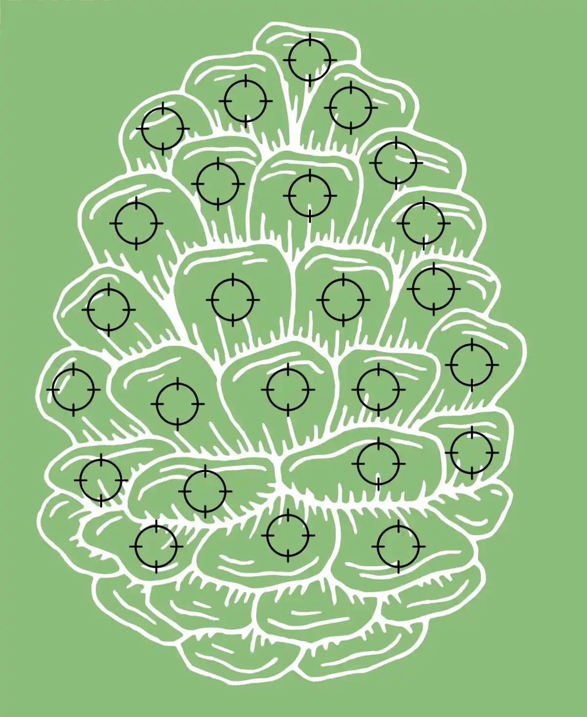 Final Countdown, Acorns! Aim for the Bullseye!