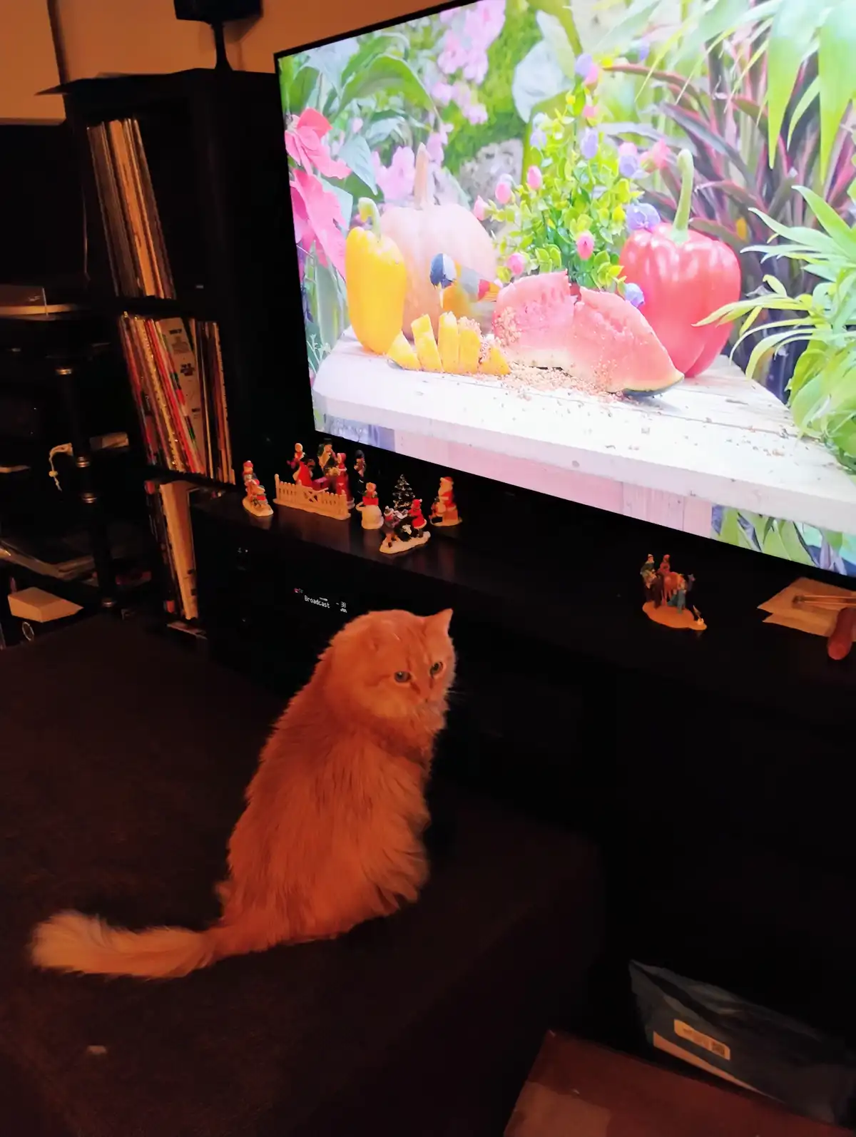 A fluffy orange cat sits on a dark couch, staring intently at a television screen displaying a colorful still image of a…