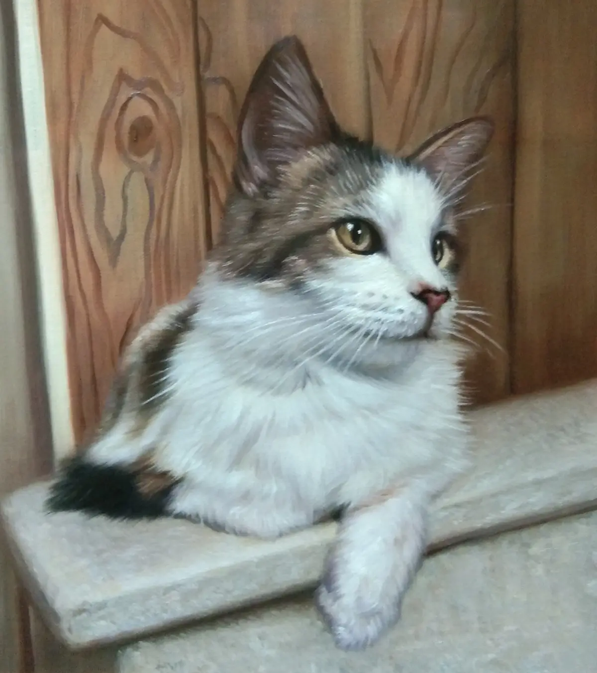 A fluffy calico cat with white, brown, and black fur is lounging on a light-colored carpeted step against a wooden wall. The…