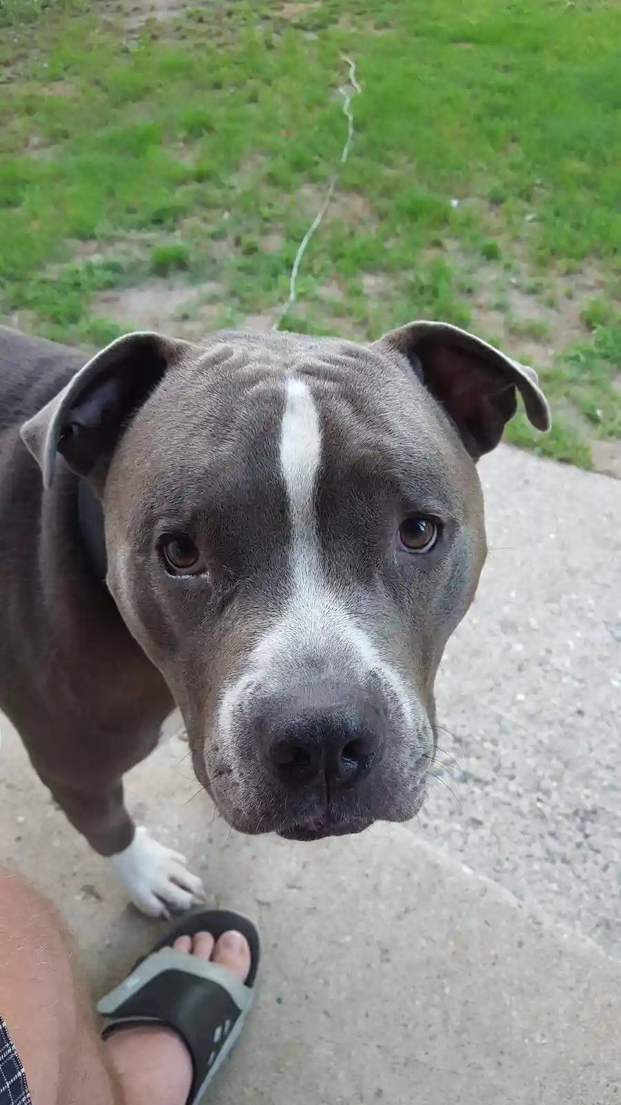 A close-up photo shows a gray pit bull-type dog with a prominent white stripe down its face, looking directly at the camera…