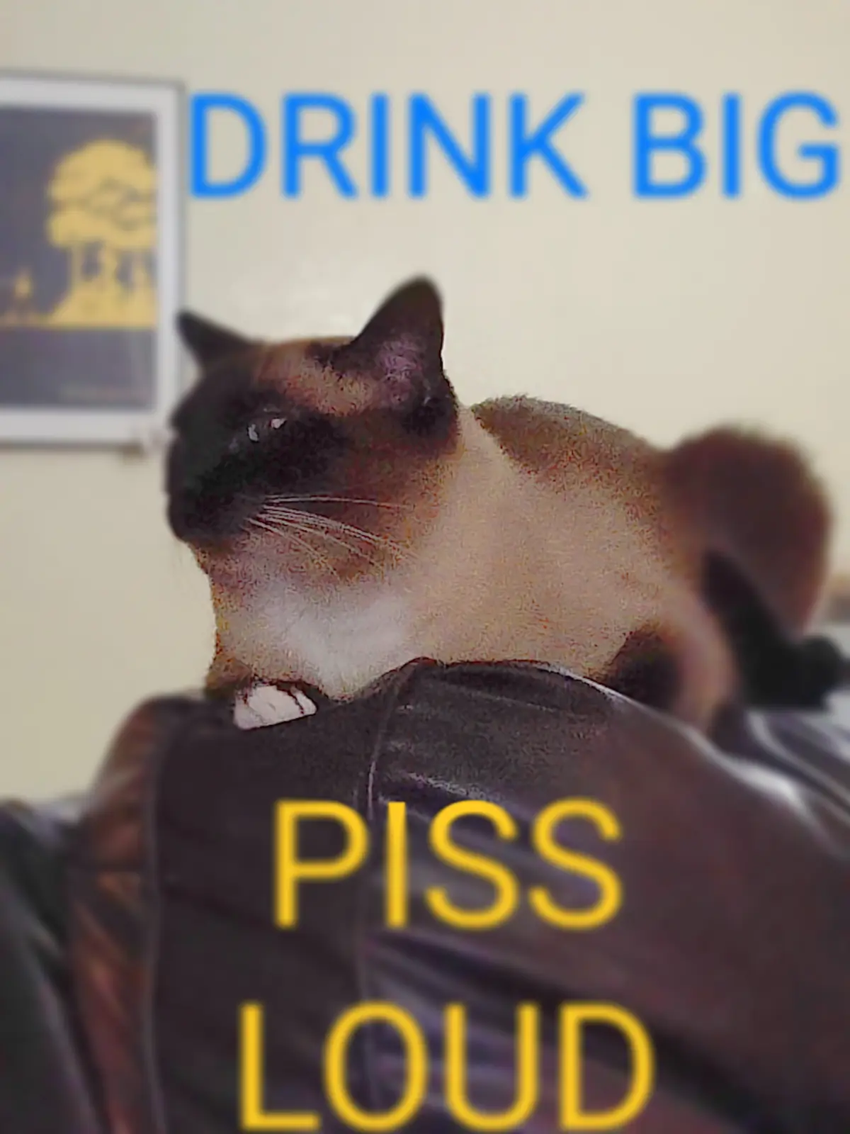 A Siamese cat is perched on someone's shoulder, looking over their shoulder. Blue text at the top reads 'DRINK BIG' and…