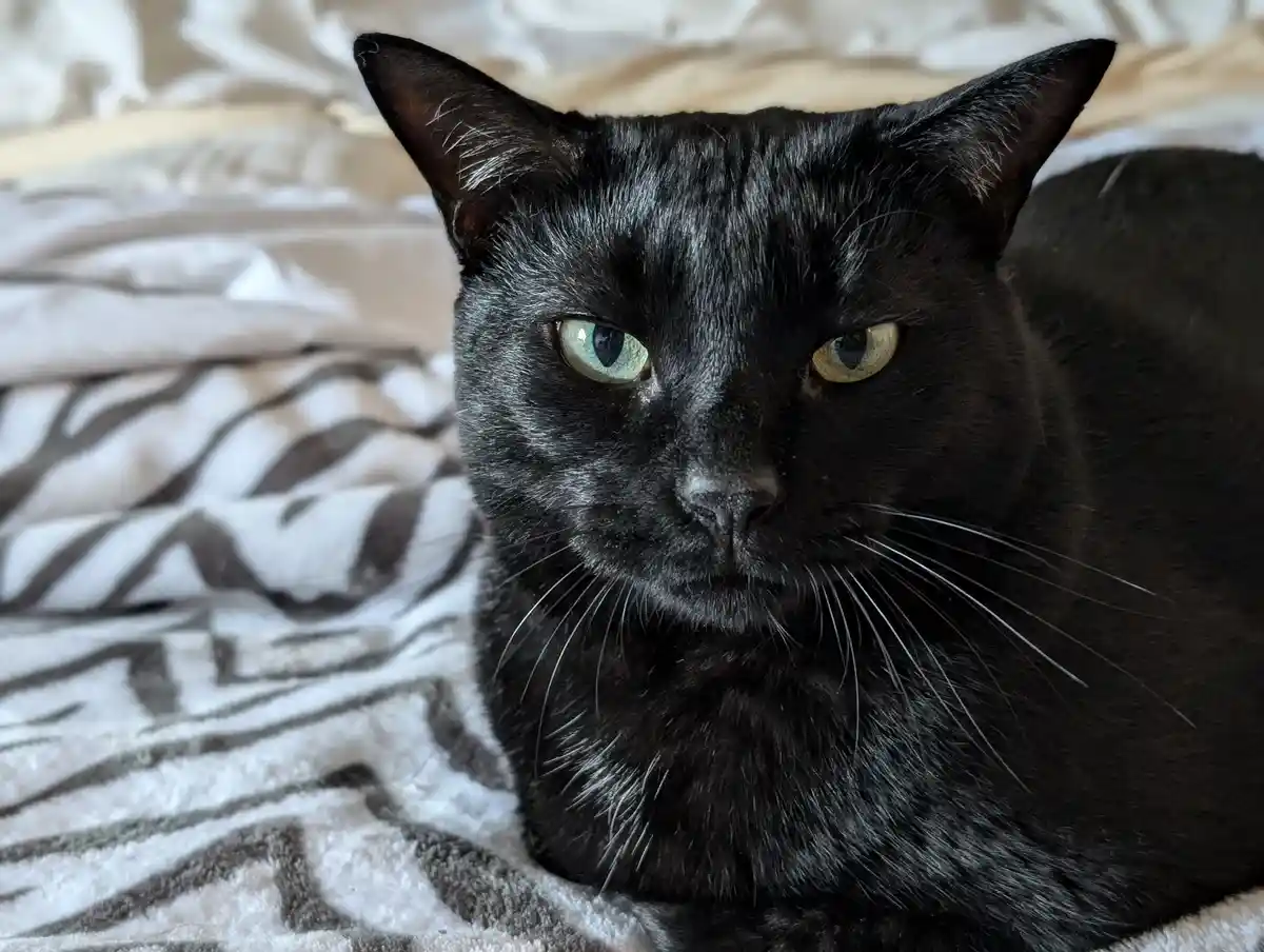 A close-up photo of a black cat with striking green eyes staring directly at the camera, lying on a zebra-print blanket. The…