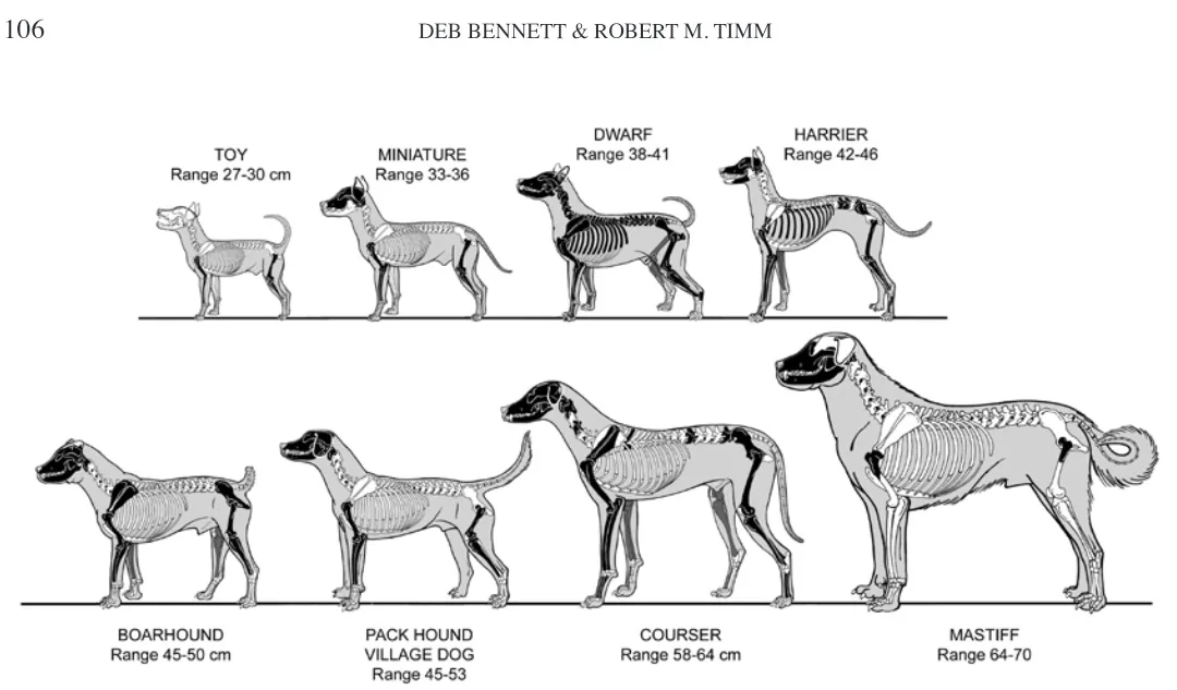 A scientific illustration showing eight dog breeds with their skeletal structures and height ranges, arranged from smallest…