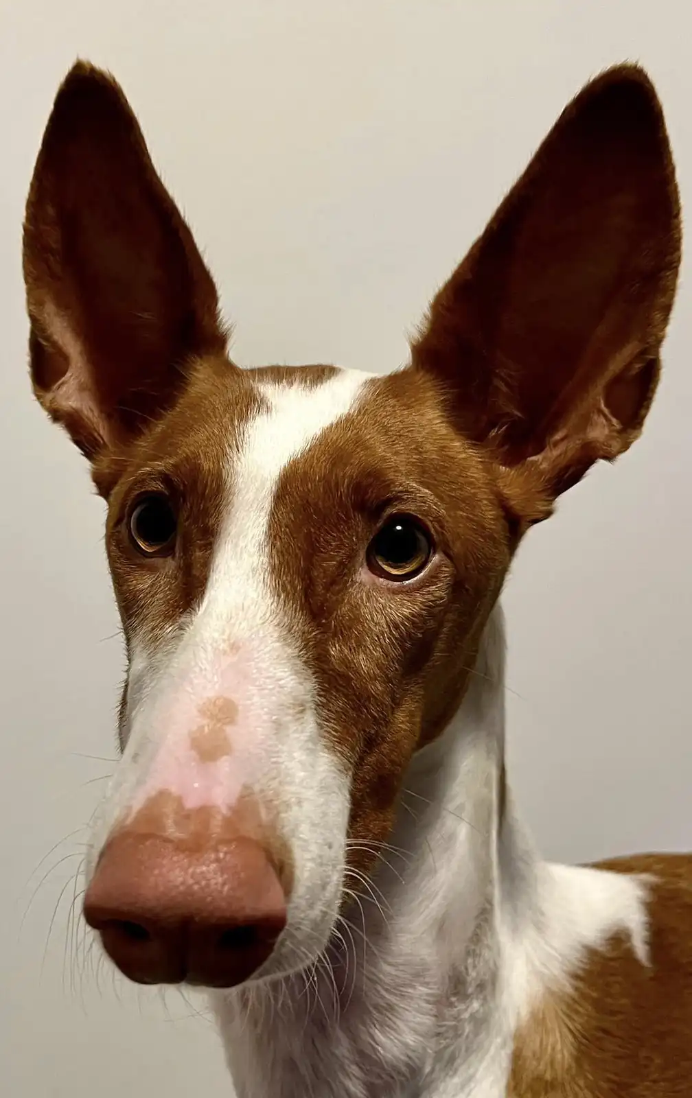 A close-up photo of a brown and white Ibizan Hound with large, pointed ears and a pink nose, looking directly at the camera…