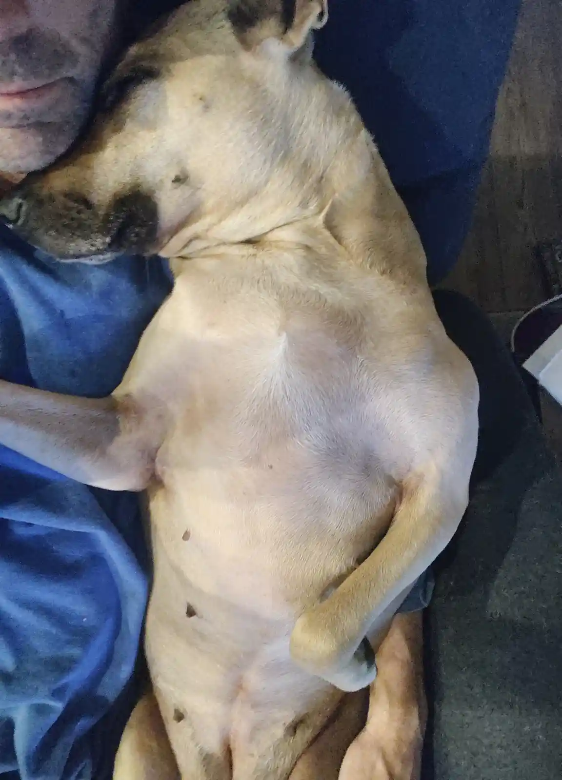 A light tan dog with dark muzzle and ears is lying on its back on a person's lap, exposing its belly and chest. The person's…