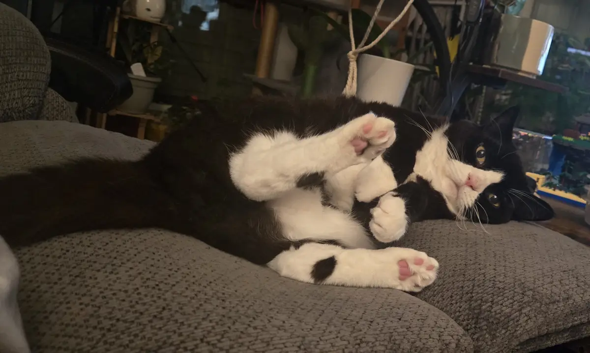 A black and white cat lies on its side on a gray textured couch, playfully holding one paw up near its face while looking…