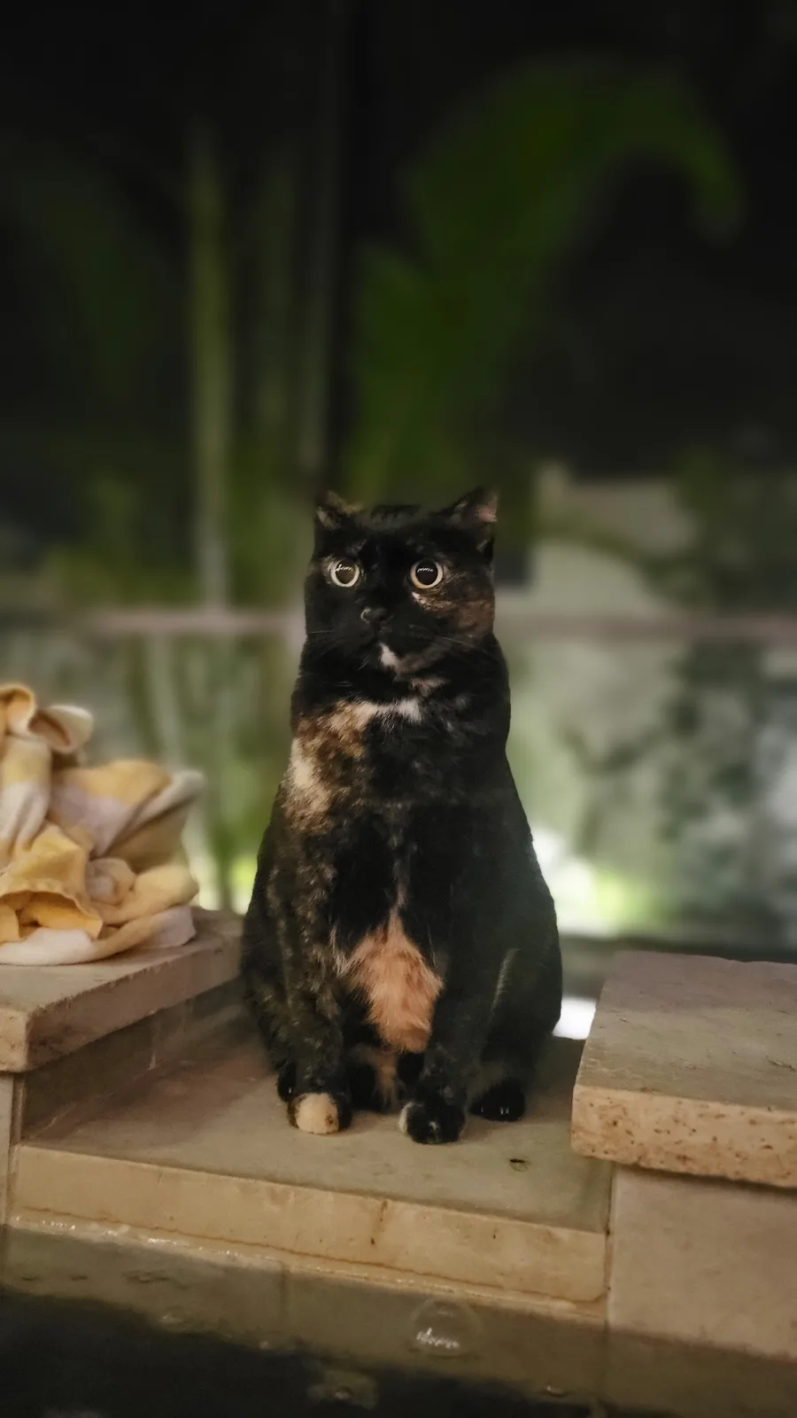 A black and brown tortoiseshell cat sits upright on a stone ledge at night, looking directly at the camera with wide…