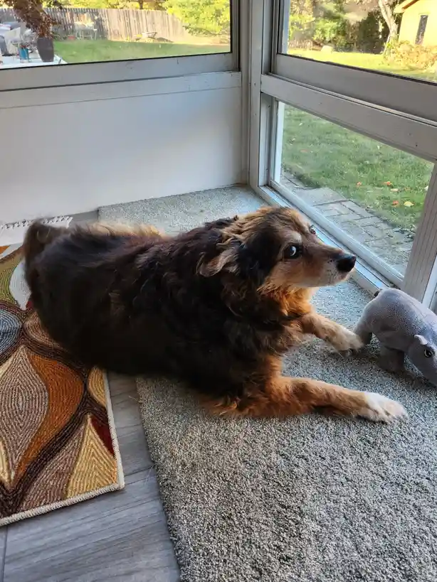 Peanut the Dog's Daily Adventures - Day 1536!