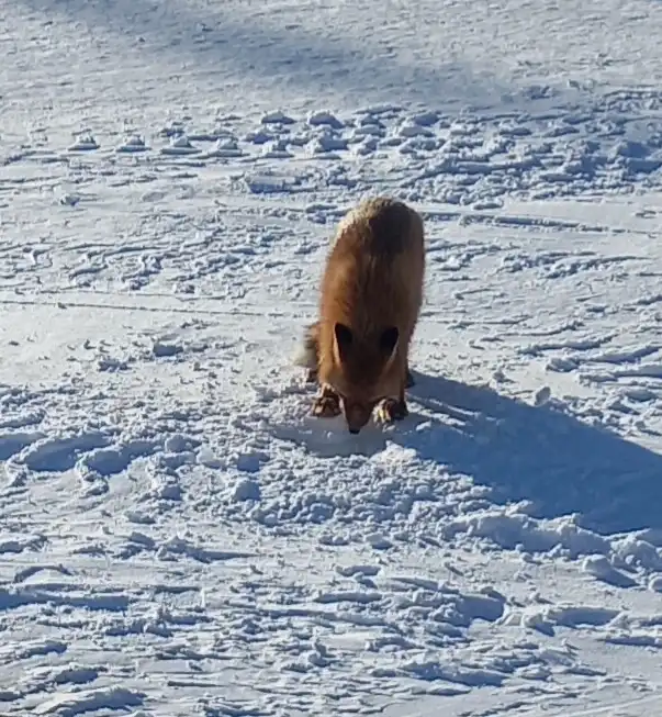 A red fox is standing in a snowy field, its body low to the ground and head bent down as if sniffing or foraging. The snow…