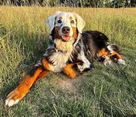 A tri-color Australian Shepherd dog with white, black, and tan fur is lying down in a field of tall green grass, looking…