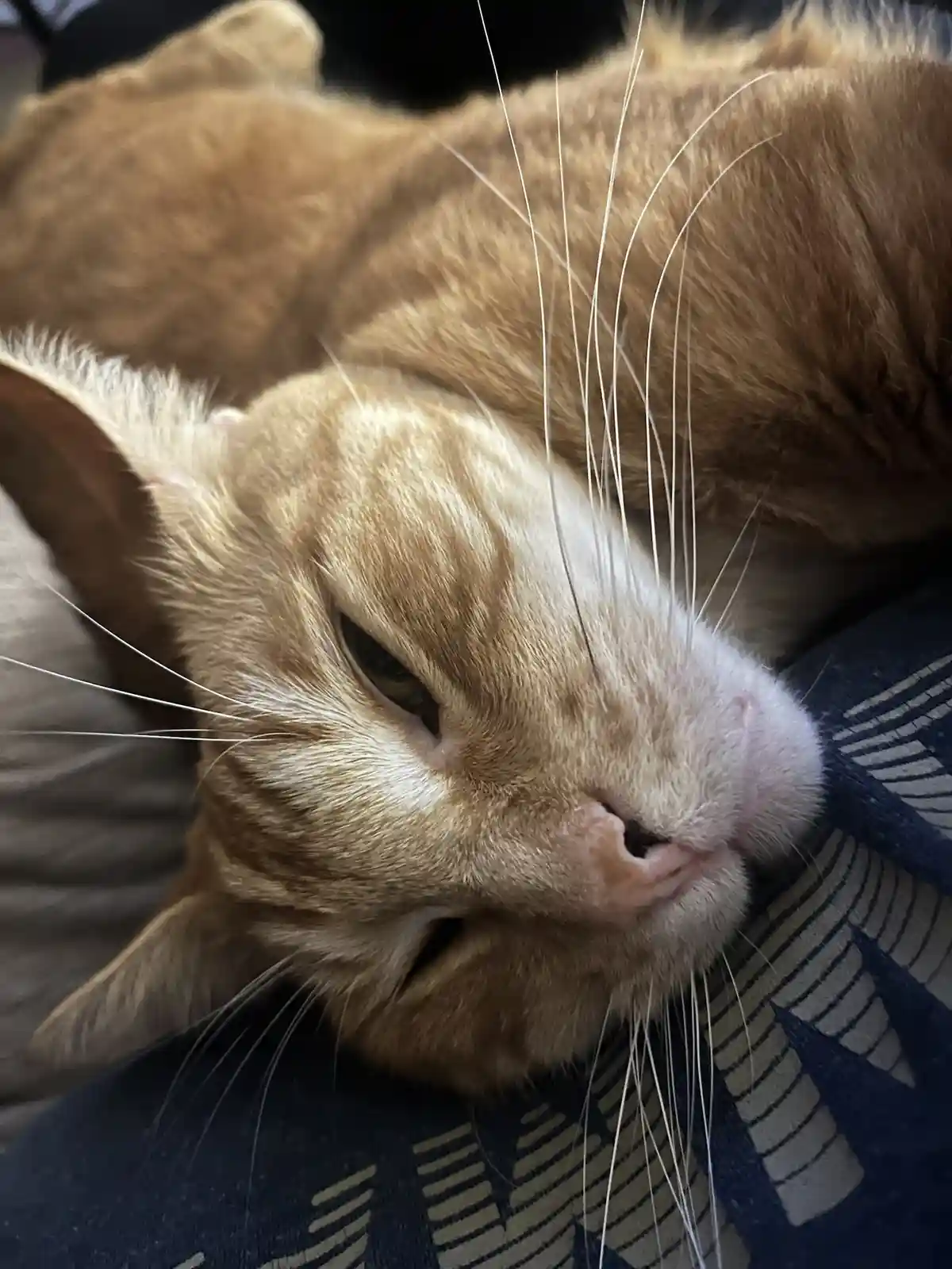 A close-up photo of a ginger cat with a half-closed eye and a relaxed, slightly smug expression, resting its head on a…
