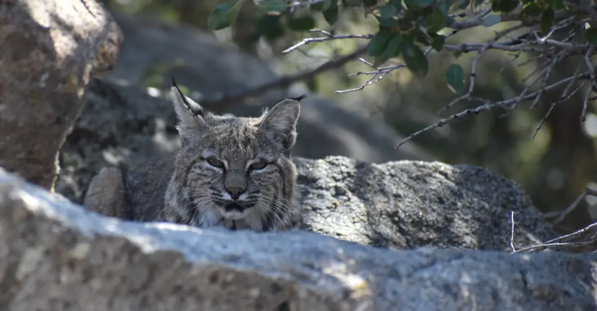 A close-up photo of a wild bobcat resting among gray rocks and green foliage, looking directly at the camera with a calm…