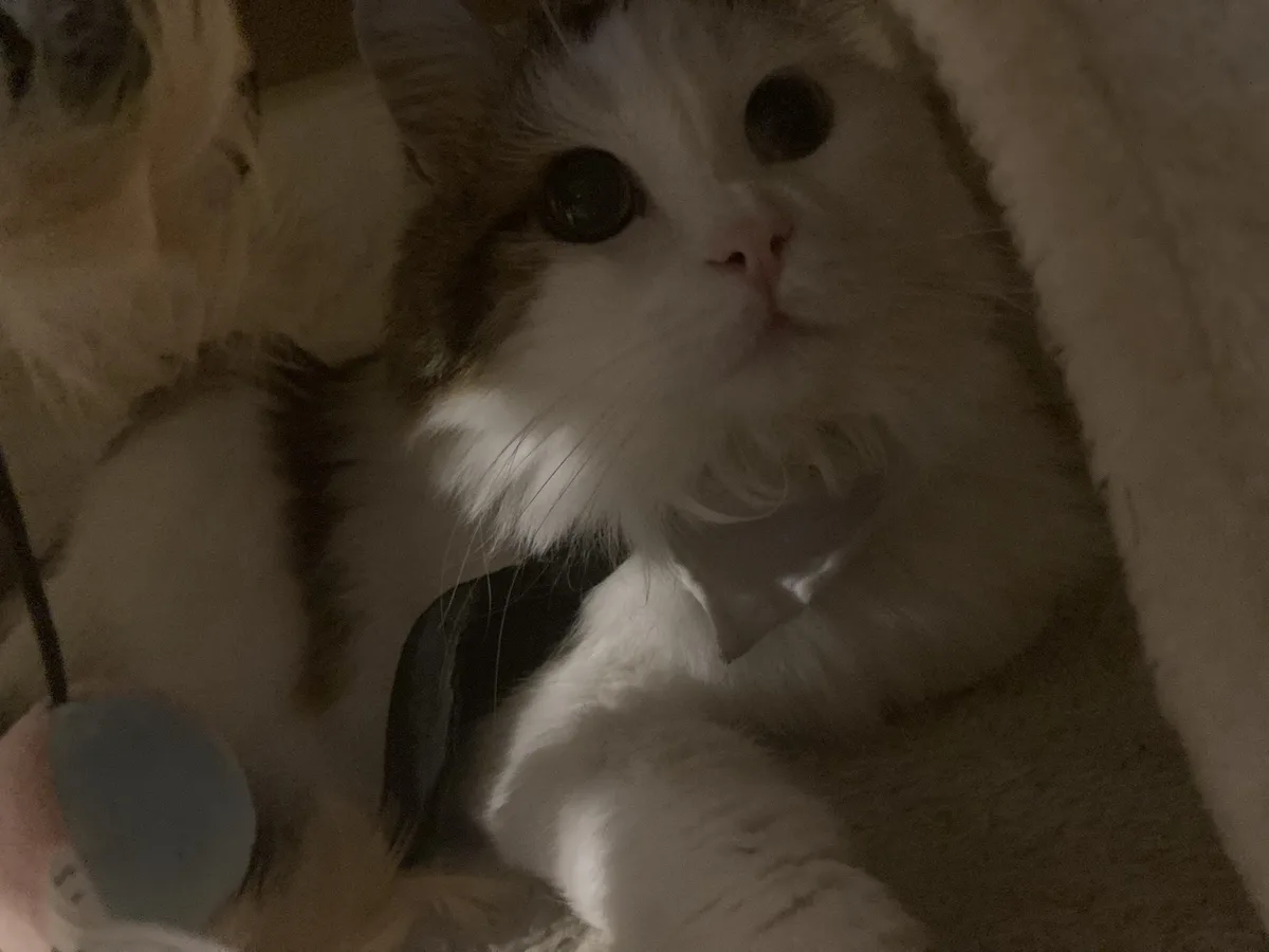 A fluffy white and brown cat with large, round eyes looks upward while wearing a small black bow tie around its neck. The…