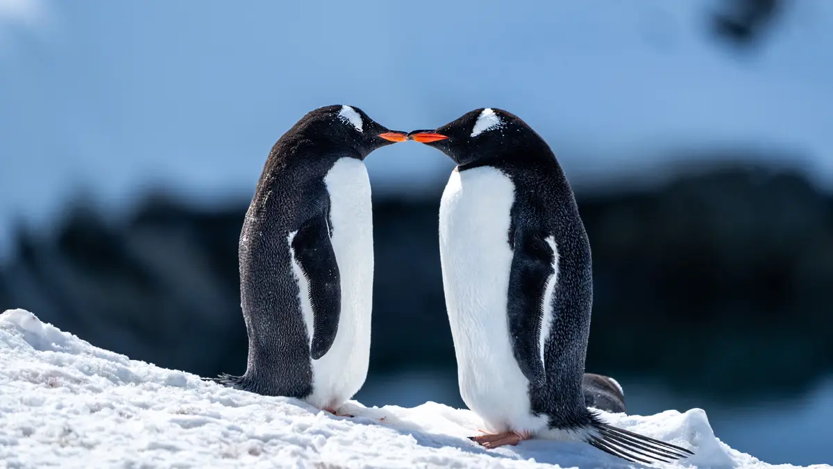Off the Antarctic Peninsula, Booth Island offers accessible scenery to bundled-up tourists willing to brave cold weather…