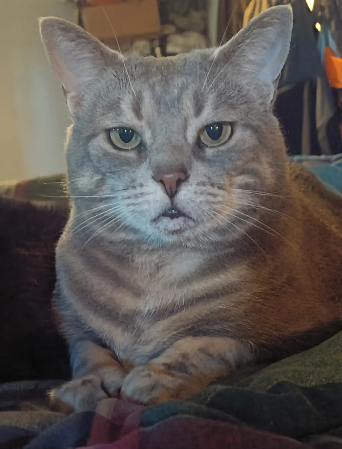 A close-up photo of a gray tabby cat with a stern, unimpressed expression, staring directly at the camera with narrowed eyes…
