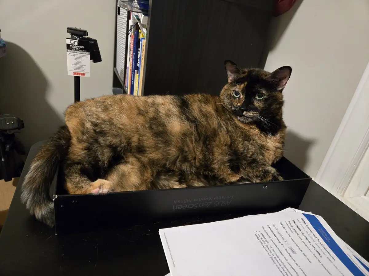 A tortoiseshell cat lounges comfortably inside a black ASUS ZenScreen portable monitor box on a desk, looking directly at…