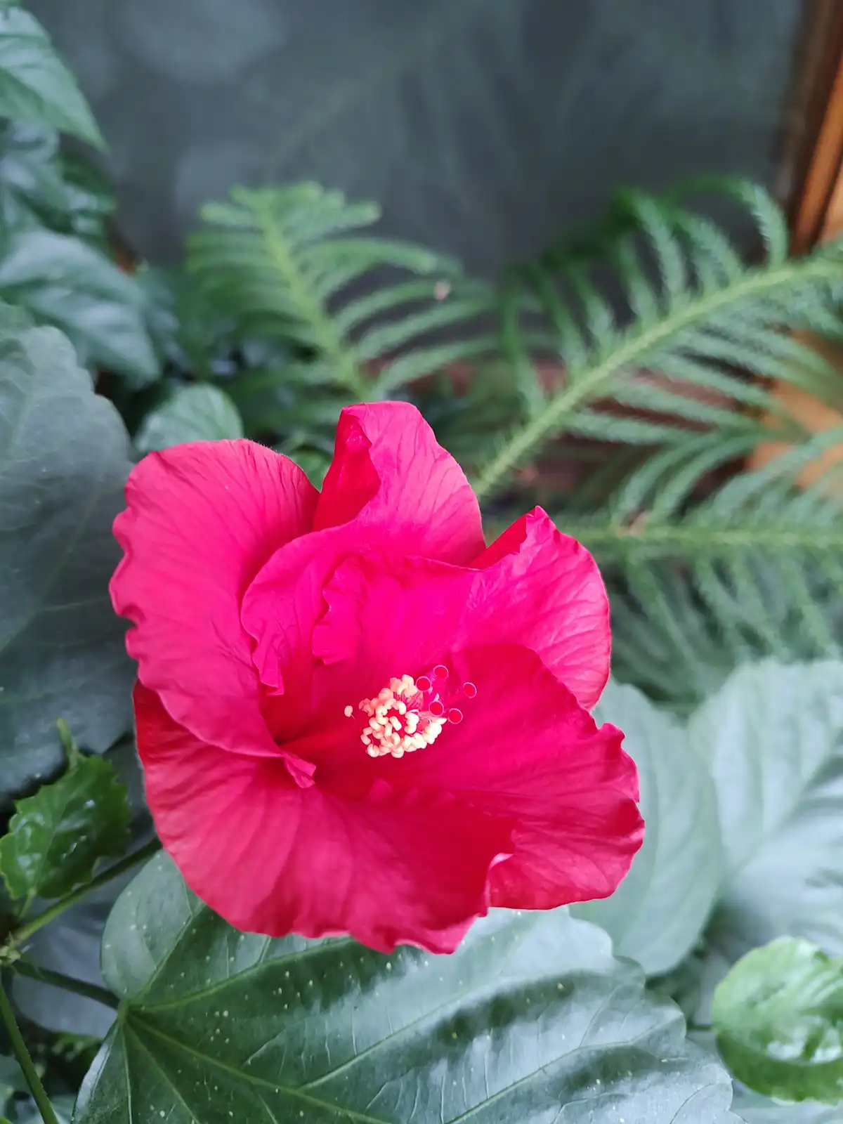 A vibrant, fully bloomed red hibiscus flower is the central focus, surrounded by lush green leaves and ferns in a blurred…