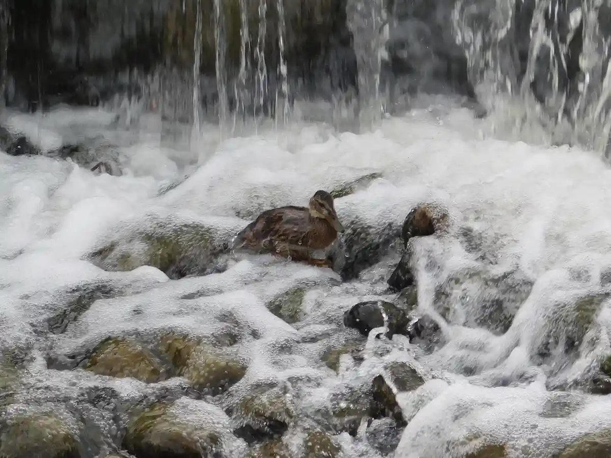 A brown duck is perched calmly on wet rocks amidst turbulent, foamy water from a small waterfall or cascade. The duck…