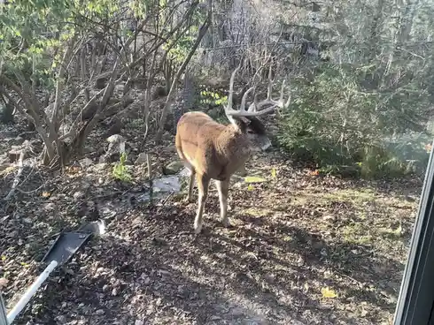 A large buck with prominent antlers stands in a yard covered in fallen leaves, viewed through a window screen. The overlaid…
